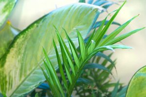 طراحی دفتر مرکزی چوب گستر کانیار